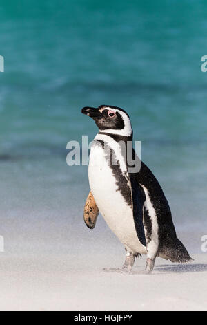 Magellanic Penguin su più deprimente isola nelle Falkland Foto Stock