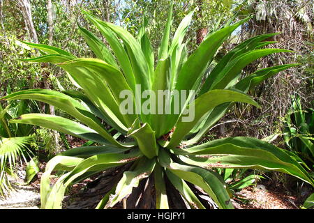 Giant Tropical Aloe Vera pianta Foto Stock