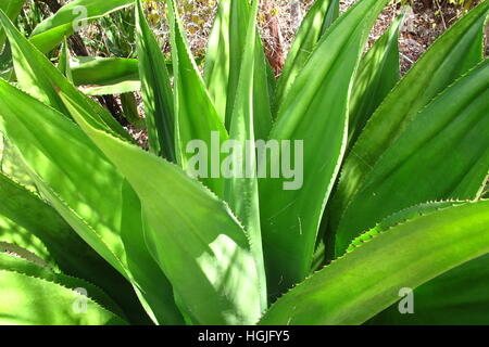 Tropical Aloe Vera pianta sotto il sole Foto Stock