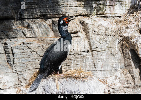 Rock cormorano o shag su più deprimente isola nelle Falkland Foto Stock