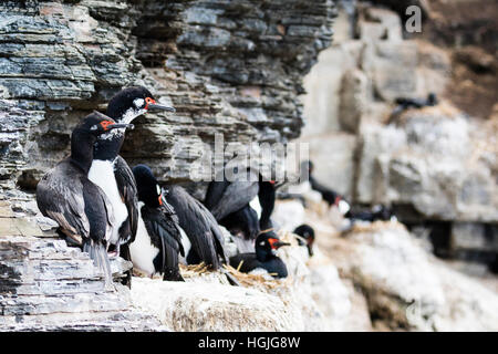 Rock cormorano o shag su più deprimente isola nelle Falkland Foto Stock