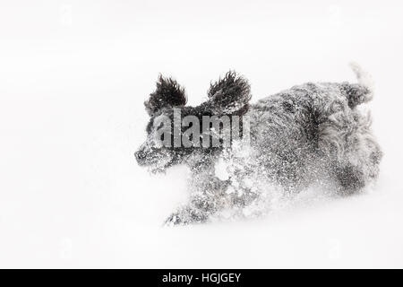 Carino english cocker spaniel cane giocando e frolics nell'appena sceso polveroso e neve soffice Foto Stock