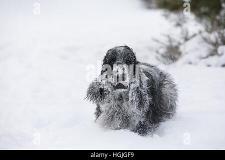 Carino english cocker spaniel cane giocando e frolics nell'appena sceso polveroso e neve soffice Foto Stock