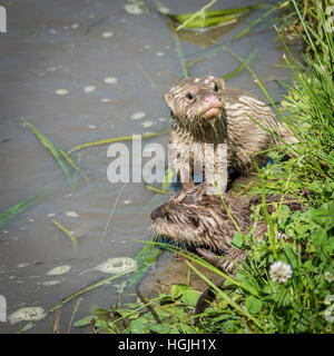 Giovani lontre (Lutra lutra) giocando Foto Stock