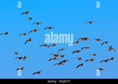 Namaqua sandgrouses (Pterocles namaqua), stormo di uccelli in volo, il Parco Nazionale di Etosha, Namibia Foto Stock