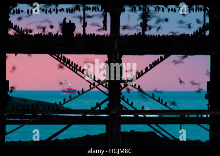 Aberystwyth Wales UK. Il 22 gennaio, 2017. Regno Unito: Meteo Starling Murmurations in Aberystwyth - come i deboli gennaio tramonto lotte per perforare il grigio cielo nuvoloso, migliaia di minuscoli storni di ritorno dalla loro alimentazione diurno motivi di posatoio per tutta la notte per la sicurezza e il calore sulla foresta di ghisa gambe al di sotto della città balneare di Victorian pier il West Wales coast di Cardigan Bay, UK Credit: keith morris/Alamy Live News Foto Stock