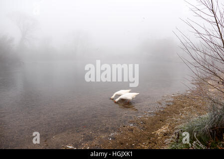 Nebbia di congelamento per due oche bianche sul Fiume Avon nella pittoresca foresta di nuova città di Fordingbridge, Hampshire, Regno Unito Foto Stock