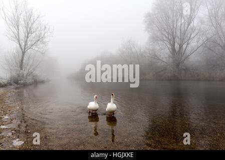 Nebbia gelida una coppia devota di oche bianche sul fiume Avon nella pittoresca città della New Forest di Fordingbridge, Hampshire, Regno Unito Foto Stock