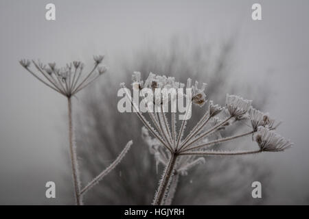 Tottenham paludi, Londra, Regno Unito. 23 gen 2017. Congelamento densa nebbia scende su Londra. Credito: Patricia Phillips/ Alamy Live News Foto Stock