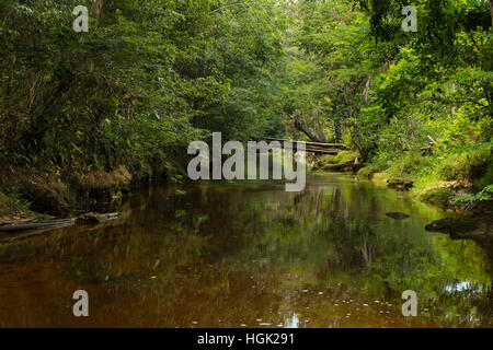 Una calma acqua scura creek in esecuzione attraverso la foresta pluviale amazzonica a nord di Manaus Foto Stock