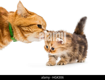 Piccolo cucciolo e gatto adulto razza British marmo, isolato su bianco Foto Stock