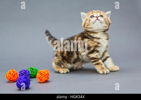 Piccolo gattino British riproduce in marmo con sfere Foto Stock