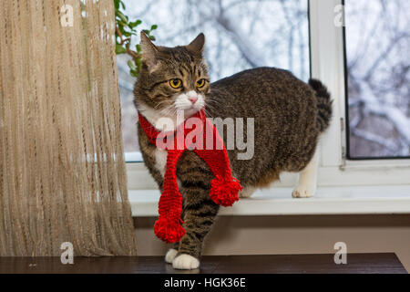 Grigio gatto domestico in una sciarpa rossa si siede sul davanzale Foto Stock