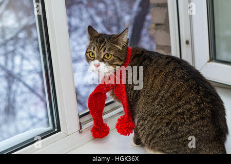 Grigio gatto domestico in una sciarpa rossa si siede sul davanzale Foto Stock