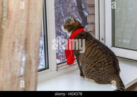 Grigio gatto domestico in una sciarpa rossa si siede sul davanzale Foto Stock