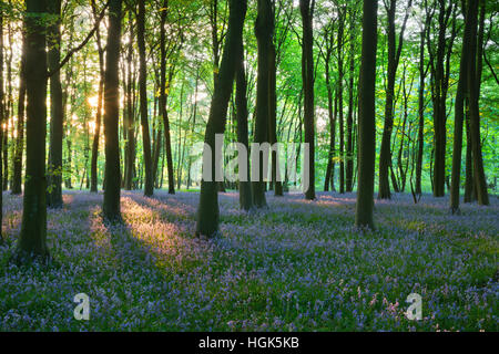 Bluebell wood, vicino Stow-su-il-Wold, Cotswolds, Gloucestershire, England, Regno Unito, Europa Foto Stock