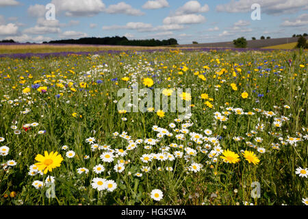 Oxeye margherite e altri fiori selvatici che crescono su terreni erbosi, Snowshilll, Cotswolds, Gloucestershire, England, Regno Unito Foto Stock