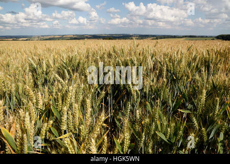 Triticale (ibrido di grano e segale) maturazione nel campo, Gloucestershire, England, Regno Unito, Europa Foto Stock