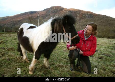 Nemo, un pony Shetland, liberato dalla Scottish Fuoco e servizio di salvataggio dopo che si è incagliata in un fiume gonfio vicino Lochard Road, Aberfoyle, è raffigurato asciugata torna nella sua fattoria con Lynn Paterson dopo stoviglie rosse calvario. Foto Stock