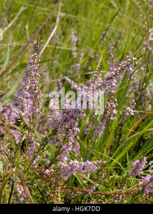 Heather o Ling, Calluna vulgaris Foto Stock