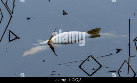 Acqua bug strider poggia su un grande pesce morto carcassa in acqua di lago. Foto Stock