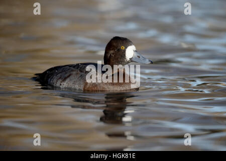 Maggiore scaup, Aythya marila, unica donna su acqua, Dicembre 2017 Foto Stock