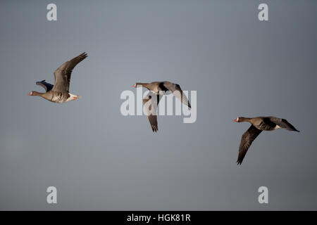 Maggiore bianco-fronteggiata goose, Anser albifrons, tre uccelli in volo, Slimbridge, Gloucestershire, Gennaio 2017 Foto Stock
