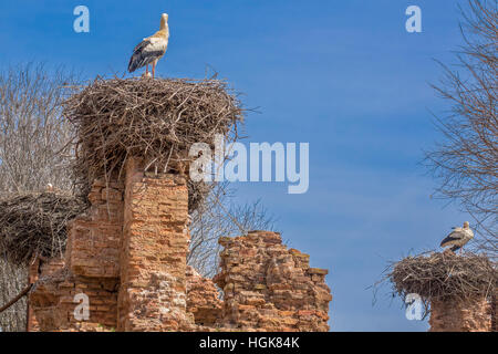 Cicogna bianca (Ciconia ciconia) sui loro nidi fortezza Cellah Rabat Marocco Foto Stock