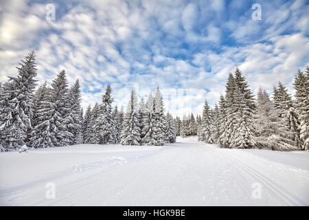 Paesaggio invernale con piste per lo sci di fondo e coperta di neve alberi. Foto Stock