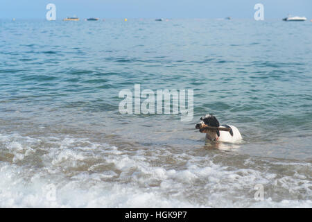 Cane giocando con il bastone in mare Foto Stock