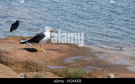 Pacific gull e reef heron permanente sulla costiera di roccia arenaria nel fiume Murchison in Kalbarri, Australia occidentale Foto Stock