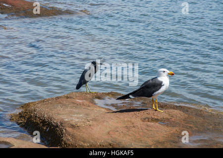 Pacific Gull e Pacific Reef Heron permanente sulla pietra arenaria rossa con il fiume Murchison in acqua Kalbarri, Australia occidentale Foto Stock