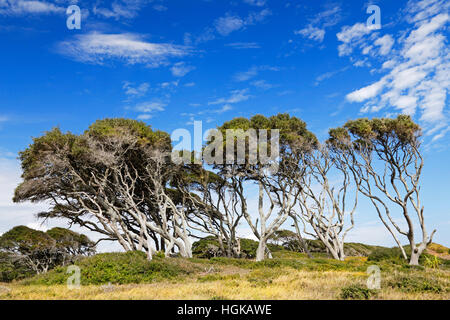 Vento-spazzata di alberi di quercia sulla costa a fort fisher, appena a sud di Wilmington, Carolina del nord. Foto Stock