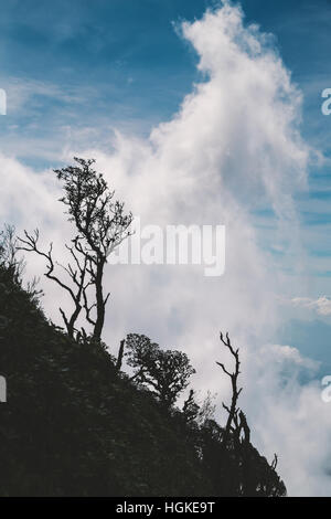 Scena verticale di silhouette alberi danneggiati sulla montagna con la nuvola bianca e blu cielo Foto Stock