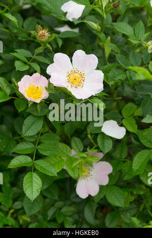 Hunds-Rose, Hundsrose, Heckenrose, Wildrose, rosa, rosa canina, comune radica, Rosa canina, Eglantier commun, Rosier des chiens Foto Stock