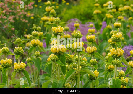 Russel-Brandkraut, Phlomis russeliana - Gerusalemme salvia, Phlomis russeliana un millefiori Foto Stock