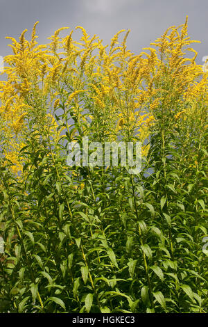 Kanadische Goldrute, Solidago canadensis, Canada Oro Foto Stock