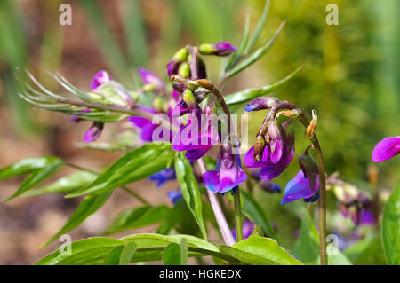 Frühlings-Platterbse im Frühling - molla o pisello Lathyrus vernus è in fiore nel giardino Foto Stock