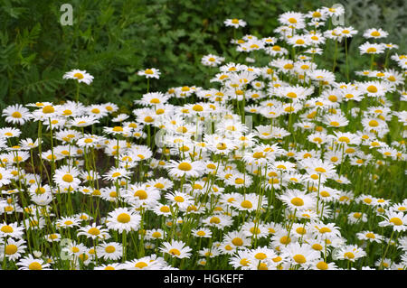 Magerwiesen-Margerite - Leucanthemum vulgare, la Margherita occhio di bue in giardino Foto Stock