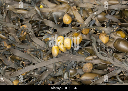 Knotentang, Knoten-Tang, Ascophyllum nodosum, Ascophylla nodosa, rockweed, norvegese kelp, annodato kelp, annodato, wrack wrack uovo, giallo Tang, Knobbe Foto Stock