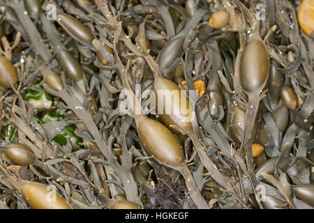 Knotentang, Knoten-Tang, Ascophyllum nodosum, Ascophylla nodosa, rockweed, norvegese kelp, annodato kelp, annodato, wrack wrack uovo, giallo Tang, Knobbe Foto Stock