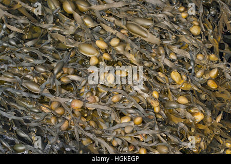 Knotentang, Knoten-Tang, Ascophyllum nodosum, Ascophylla nodosa, rockweed, norvegese kelp, annodato kelp, annodato, wrack wrack uovo, giallo Tang, Knobbe Foto Stock