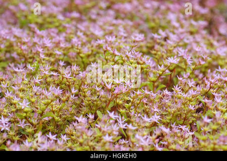 Teppich-Sedum, Sedum spurium - stonecrop caucasici, Sedum spurium un impianto di Piante succulente | Dicotiledoni Foto Stock