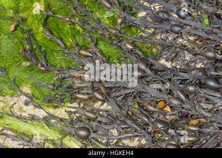 Knotentang, Knoten-Tang, Ascophyllum nodosum, Ascophylla nodosa, rockweed, norvegese kelp, annodato kelp, annodato, wrack wrack uovo, giallo Tang, Knobbe Foto Stock