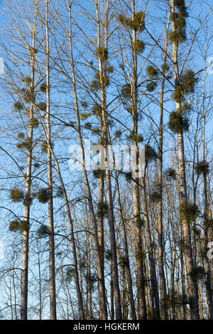 Vischio parassita che cresce su albero / alberi in legno / Legno / Woodland / paesaggio / foresta. Savoie / Savoia & Ain Francia Foto Stock