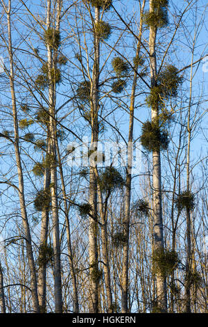 Vischio parassita che cresce su albero / alberi in legno / Legno / Woodland / paesaggio / foresta. Savoie / Savoia & Ain Francia Foto Stock