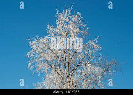 Betula pendula. Trasformata per forte gradiente gelo su un argento betulla contro il cielo blu. Scozia Foto Stock