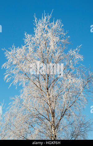 Betula pendula. Trasformata per forte gradiente gelo su un argento betulla contro il cielo blu. Scozia Foto Stock