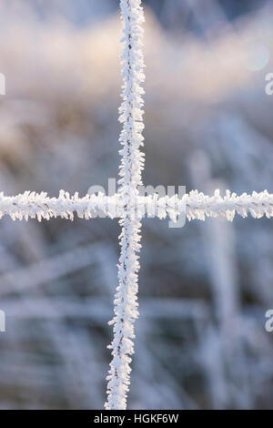 Trasformata per forte gradiente gelo su un recinto di filo in Scottish Borders. Scozia Foto Stock