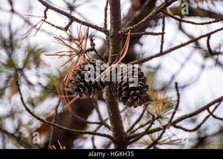 Due ghiande isolato su un pino Foto Stock